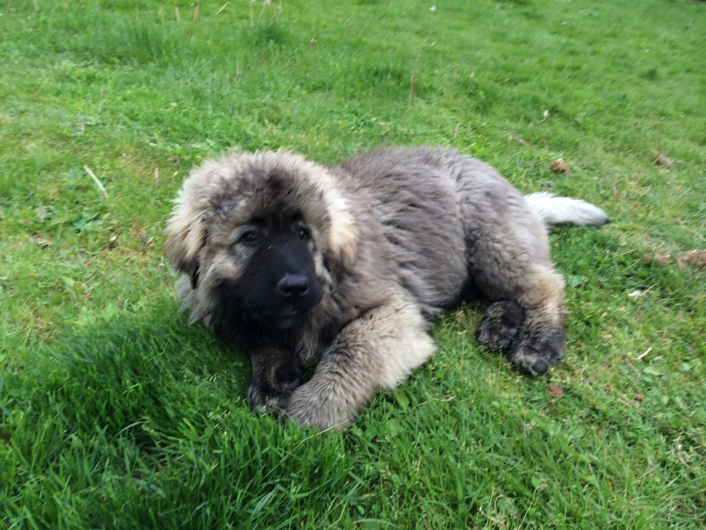 chiot berger du caucase